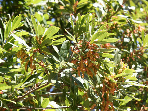 Myrica rubra