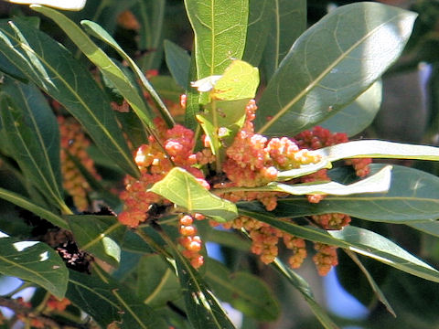 Myrica rubra