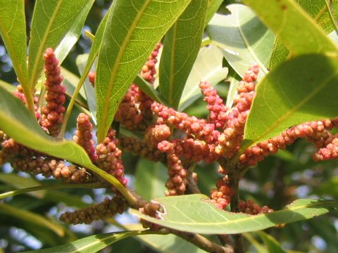 Myrica rubra