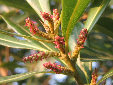 Myrica rubra