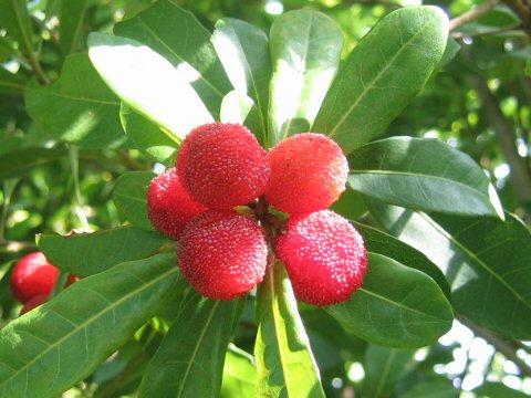 Myrica rubra