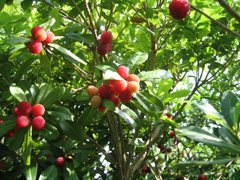 Myrica rubra