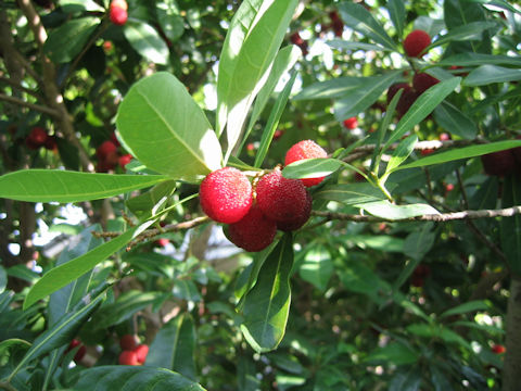 Myrica rubra