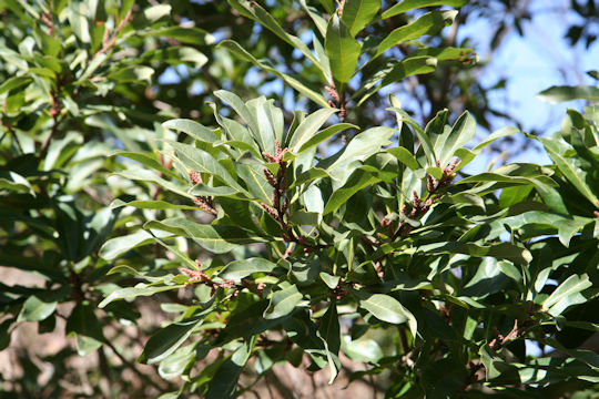 Myrica rubra