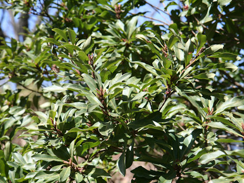 Myrica rubra