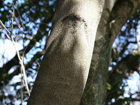 Myrica rubra