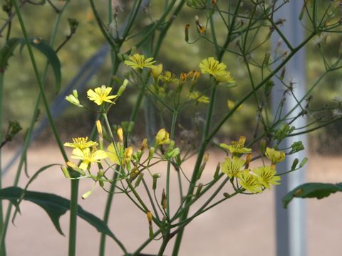 Ixeris laevigata