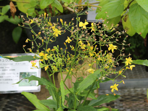 Ixeris laevigata