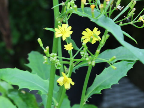 Ixeris laevigata