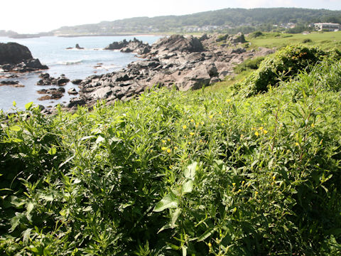 Hieracium umbellatum