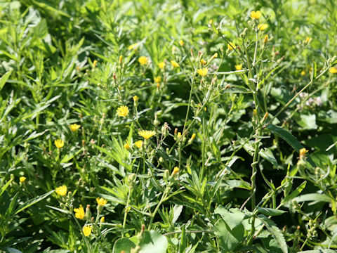 Hieracium umbellatum