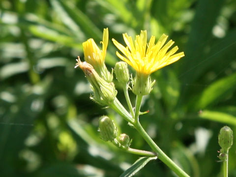 Hieracium umbellatum