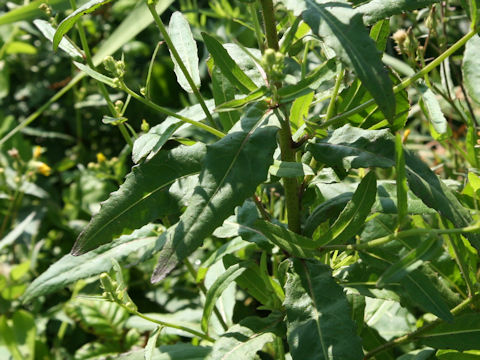 Hieracium umbellatum