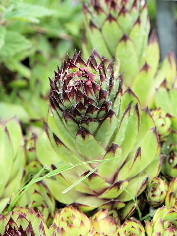 Sempervivum tectorum