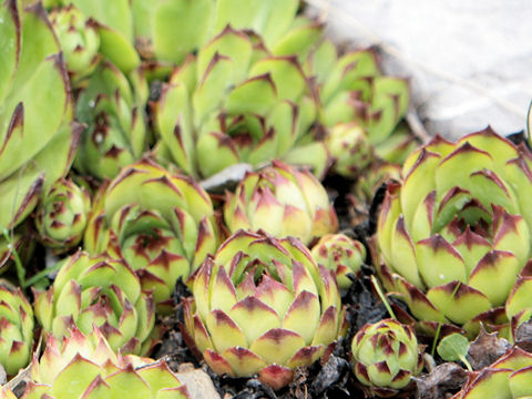 Sempervivum tectorum