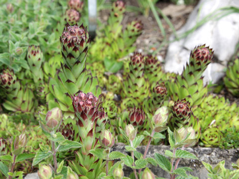 Sempervivum tectorum