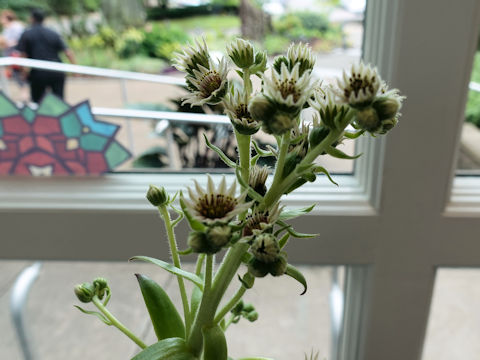 Sempervivum tectorum