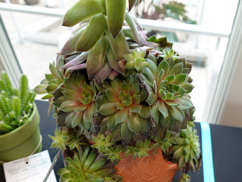 Sempervivum tectorum