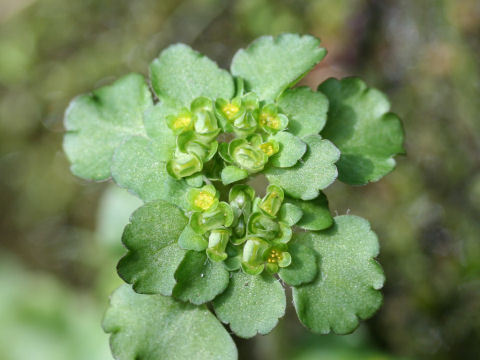 Chrysosplenium japonicum