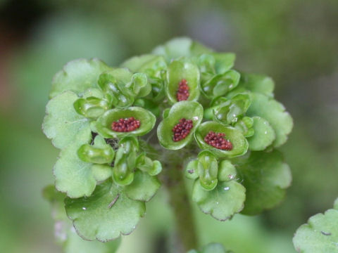 Chrysosplenium japonicum