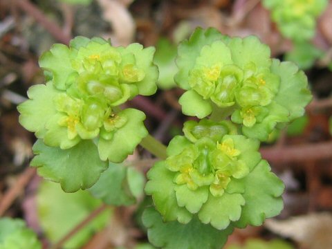 Chrysosplenium japonicum