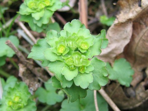 Chrysosplenium japonicum