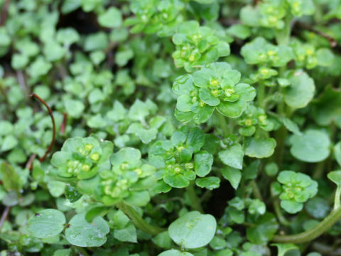 Chrysosplenium japonicum