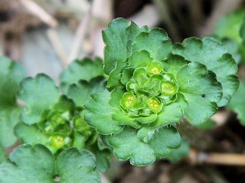 Chrysosplenium japonicum