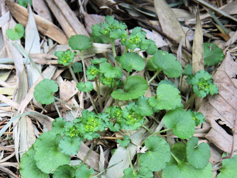 Chrysosplenium japonicum