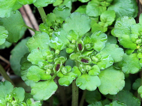 Chrysosplenium japonicum