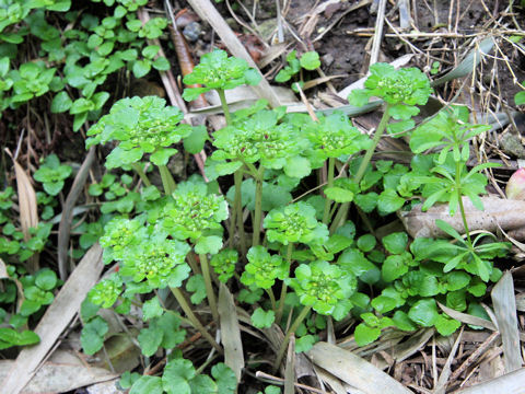 Chrysosplenium japonicum