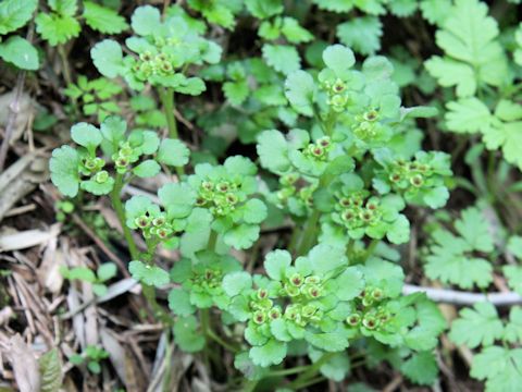 Chrysosplenium japonicum