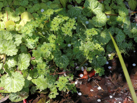 Chrysosplenium japonicum