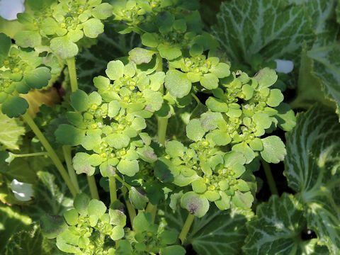 Chrysosplenium japonicum