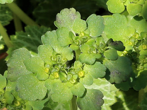Chrysosplenium japonicum