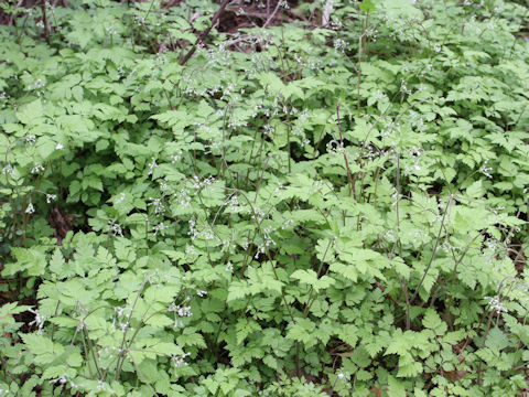 Osmorhiza aristata