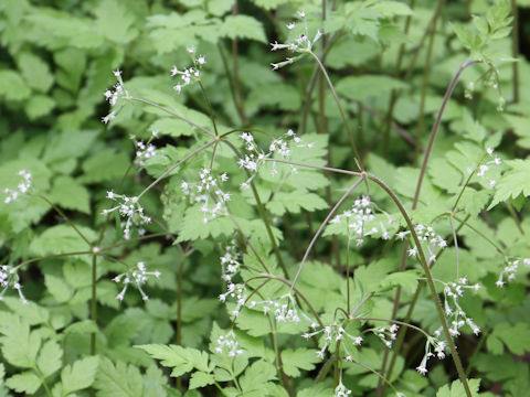 Osmorhiza aristata