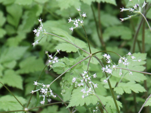 Osmorhiza aristata