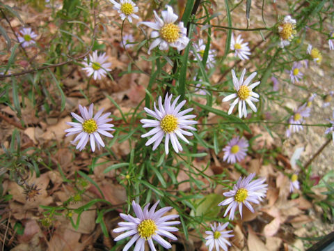 Aster hispidus var. leptocladus