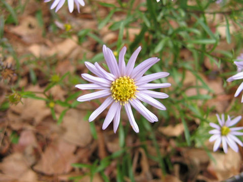 Aster hispidus var. leptocladus