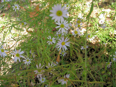 Aster hispidus var. leptocladus