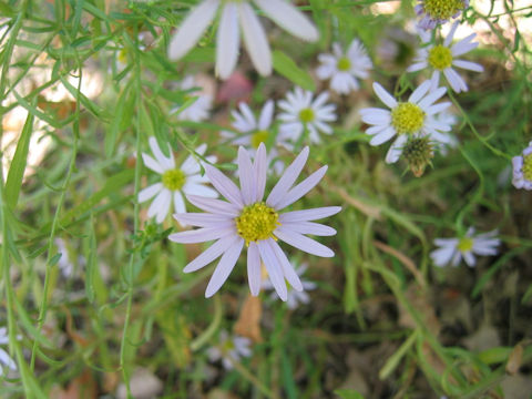 Aster hispidus var. leptocladus