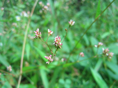 Persicaria nipponensis