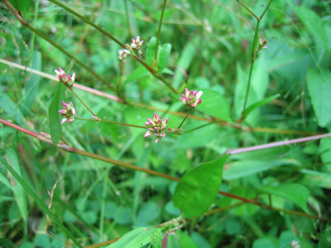 Persicaria nipponensis