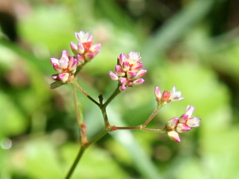 Persicaria nipponensis