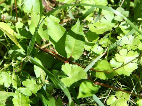 Persicaria nipponensis