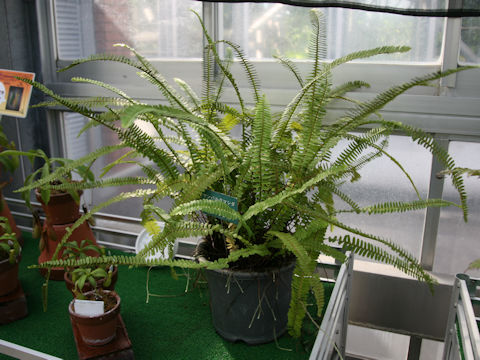 Nephrolepis brownii