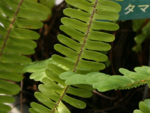 Nephrolepis brownii