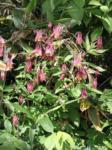 Aquilegia buergeriana