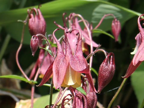 Aquilegia buergeriana